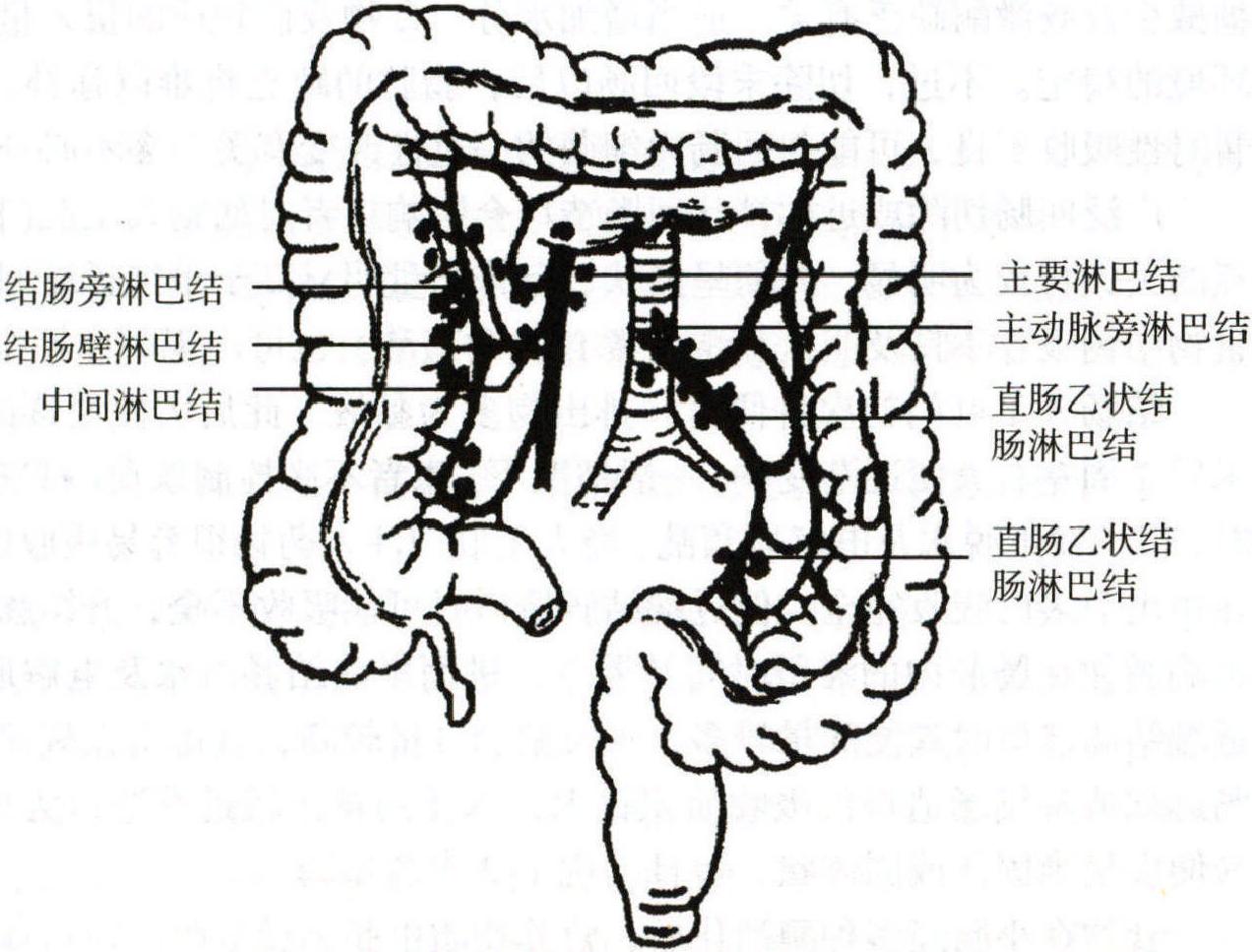 (三)与人工肛门术有关的解剖、生理基础